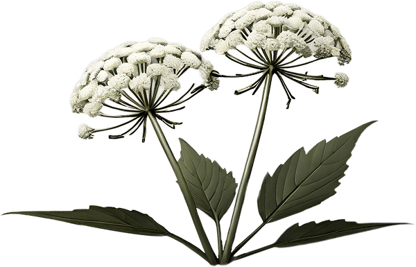Борщевик